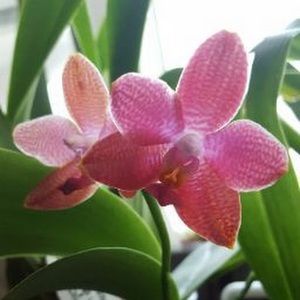 Meet your Posher, Sissy